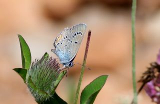 Tr almalar ([unknown genus] n/a)