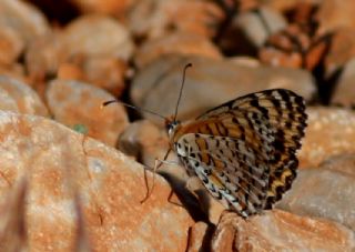 Tr almalar ([unknown genus] n/a)