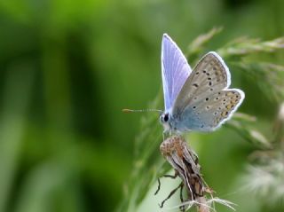 okgzl Mavi (Polyommatus icarus)