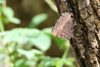 Sar Ayakl Nimfalis (Aglais xanthomelas)