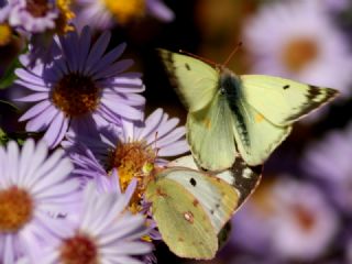 Gzel Azamet (Colias sareptensis)