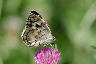 Kara Melike (Melanargia syriaca)