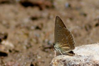 Anormal okgzl (Polyommatus admetus)