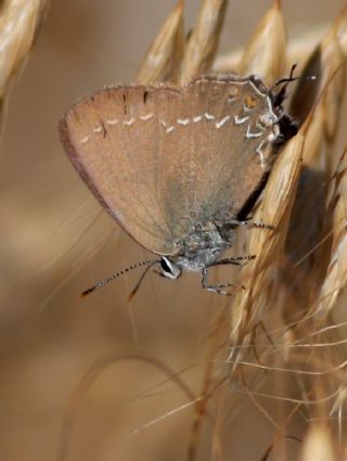Mavi Benekli Sevbeni (Satyrium zabni)