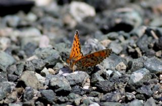 Gzel parhan (Melitaea trivia)