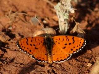 Tr almalar ([unknown genus] n/a)