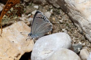 Anadolu Karagz Mavisi (Glaucopsyche astraea)
