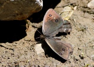 Hametli Pirireis (Satyrus ferulus)