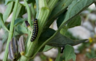 Küçük Yalancı Apollo (Archon apollinaris)