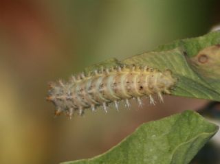 Tr almalar ([unknown genus] n/a)