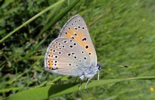 Ate Bakr Gzeli (Lycaena candens)