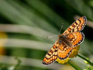 Nazuum (Euphydryas aurinia)