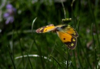 Anadolu Azameti (Colias aurorina)