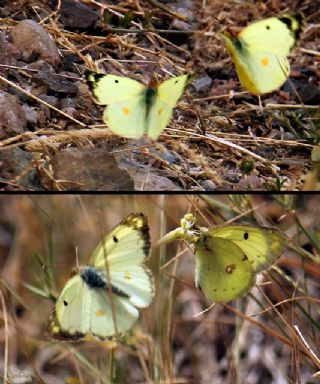 Orman Azameti (Colias hyale)