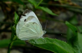 Yalanc Beyazmelek (Pieris pseudorapae)