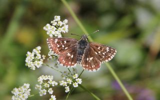 Kzl Zpzp (Spialia orbifer)