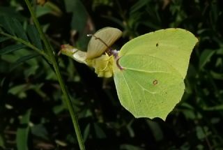 Anadolu Orakkanad (Gonepteryx farinosa)
