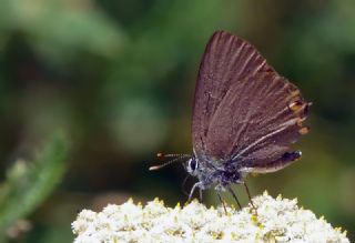 Minik Sevbeni (Satyrium acaciae)