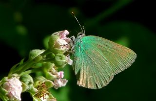 Anadolu Zmrt (Callophrys paulae)