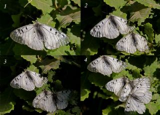 Dumanl Apollo (Parnassius mnemosyne)