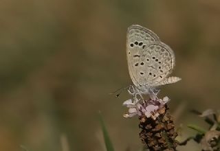 Karsandra (Zizeeria karsandra)