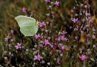 Orakkanat (Gonepteryx rhamni)