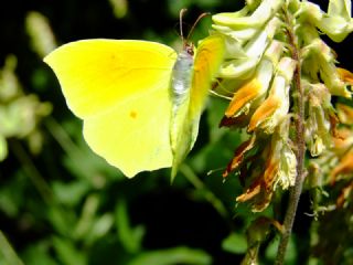 Kleopatra (Gonepteryx cleopatra)