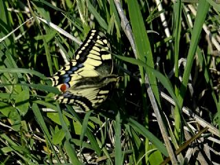 Krlangkuyruk (Papilio machaon)