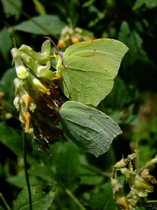 Kleopatra (Gonepteryx cleopatra)