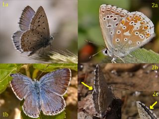 okgzl Anadolu illi Mavisi (Polyommatus ossmar)