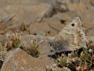 Da Yalanccads (Pseudochazara beroe)