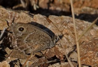 Hametli Pirireis (Satyrus ferulus)