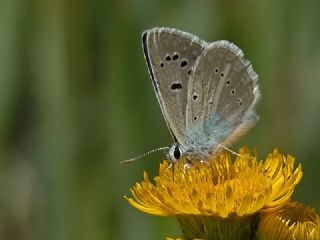 Hubert