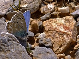 okgzl Gk Mavisi (Polyommatus bellargus)