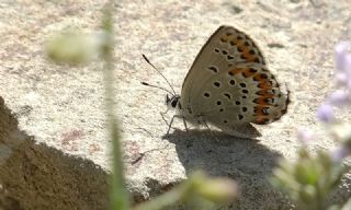 Tr almalar ([unknown genus] n/a)