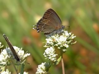 Byk Sevbeni (Satyrium ilicis)
