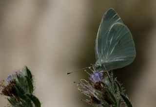 T�r �al��malar�&nbsp;([unknown genus]&nbsp;n/a)