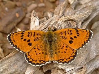 Trkistan parhan (Melitaea arduinna)