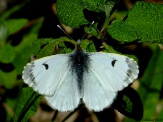 Turuncu Ssl (Anthocharis cardamines)