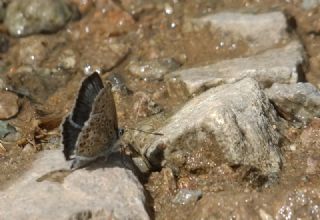 okgzl Eros (Polyommatus eros)
