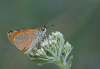 T�r �al��malar�&nbsp;([unknown genus]&nbsp;n/a)