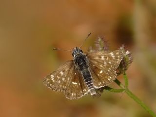 Kzl Zpzp (Spialia orbifer)