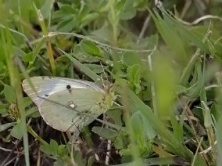 Sar Azamet (Colias croceus)
