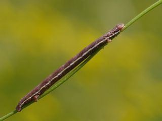 Tr almalar ([unknown genus] n/a)