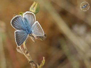 Tr almalar ([unknown genus] n/a)