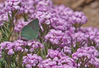 Nahvan Zmrt (Callophrys danchenkoi)