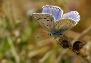 okgzl Kk Turan Mavisi (Polyommatus cornelius)