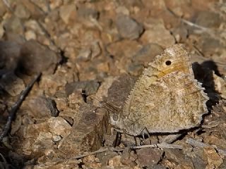Osmanl Yalanccads (Pseudochazara mamurra)