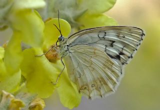 Anadolu Melikesi (Melanargia larissa)