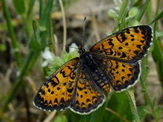 Gzel parhan (Melitaea trivia)